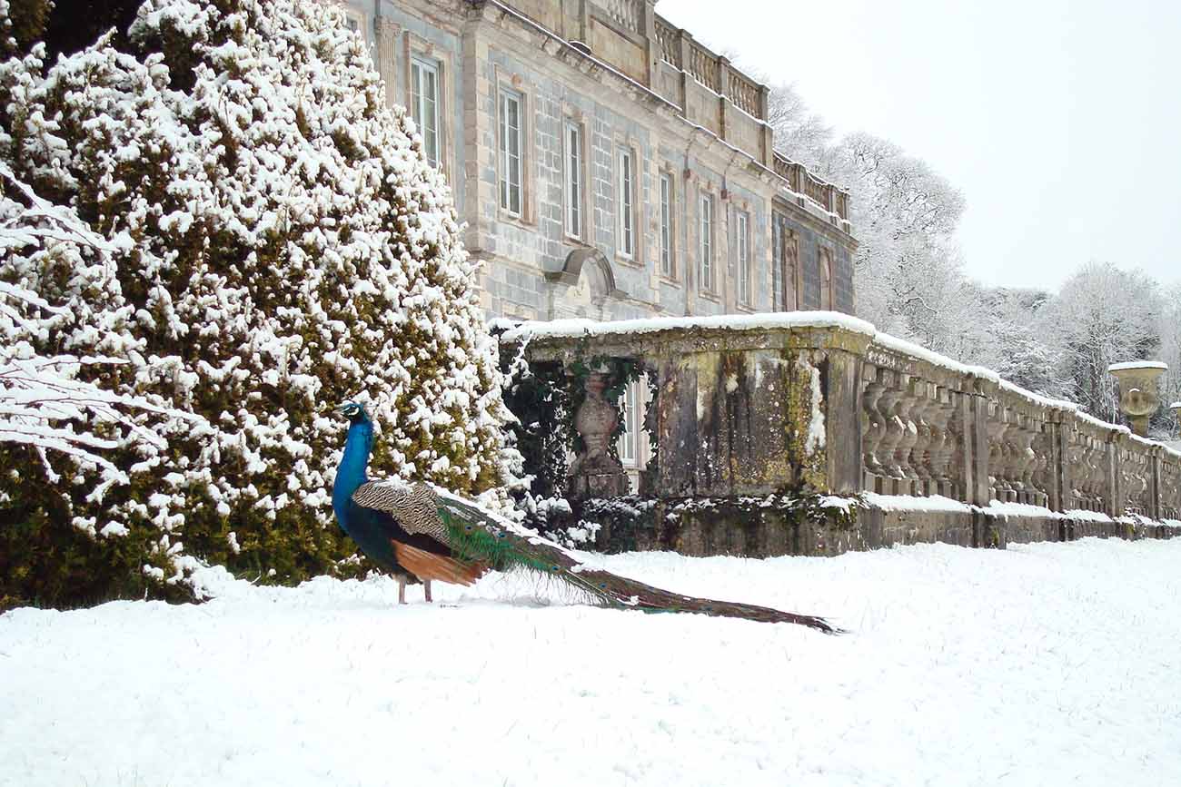 exclusive wedding venue - Peacock in the snow at Gloster House