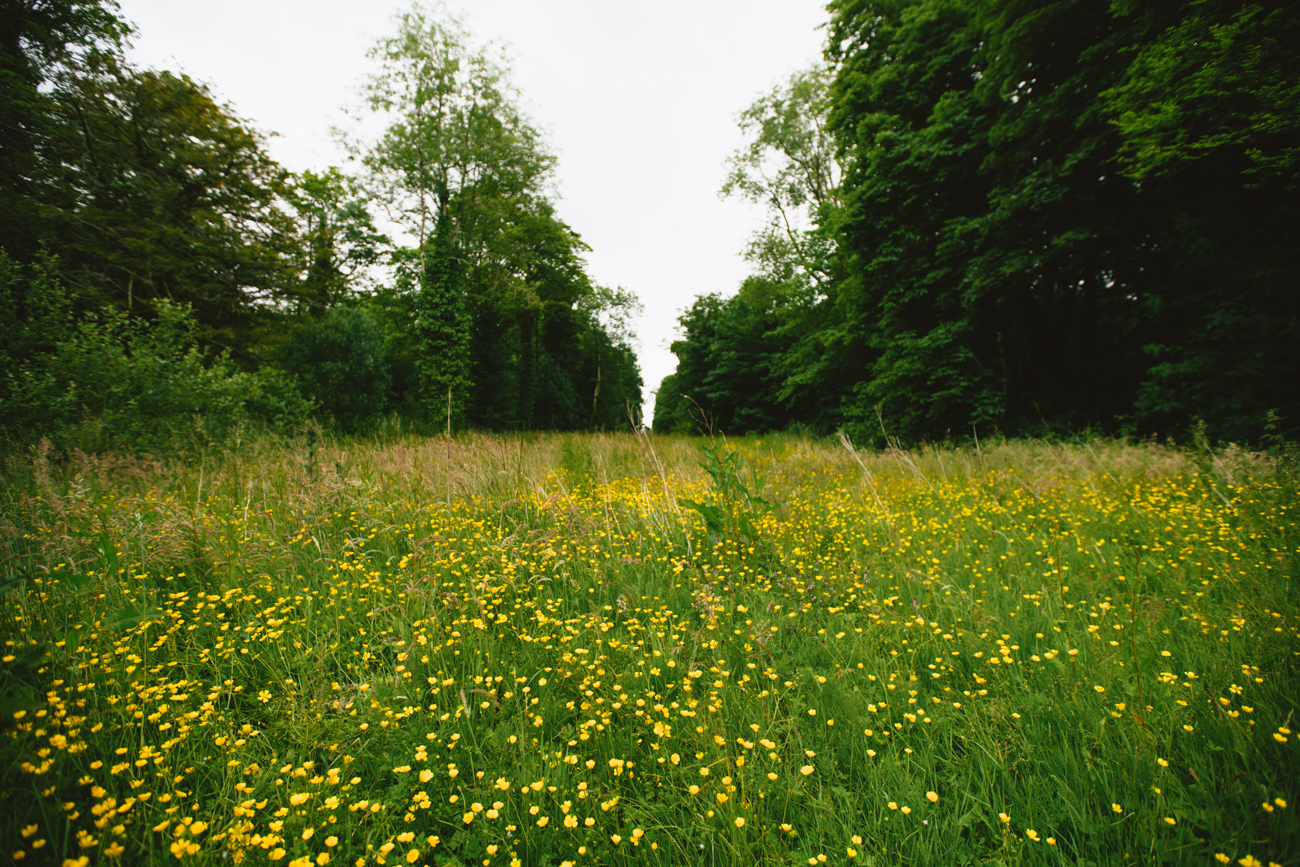 wild meadow