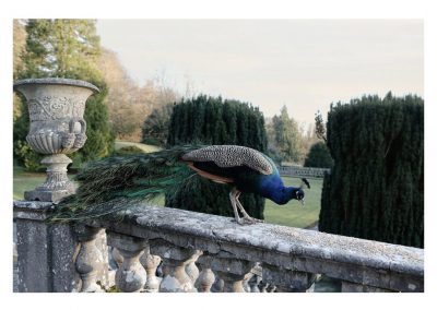 Percy the Peacock - Gloster House